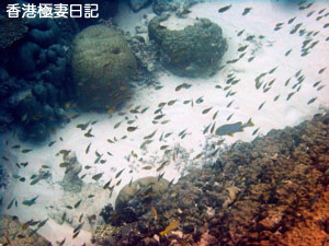 f0190653_1547465.jpg