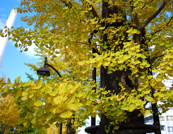 c0009981_1561374.jpg