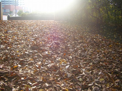 f0184289_1041465.jpg