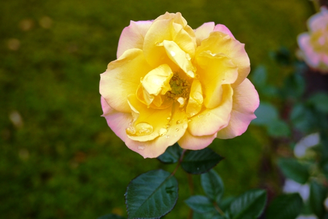 a0127090_23561982.jpg