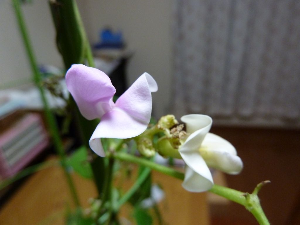 e0033229_20184026.jpg