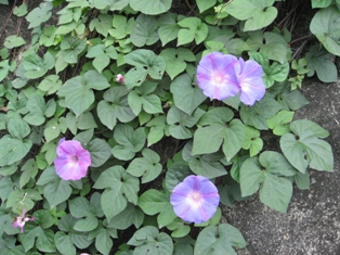 c0161034_17352971.jpg