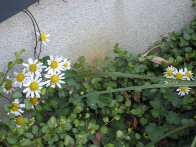 b0166435_2101470.jpg