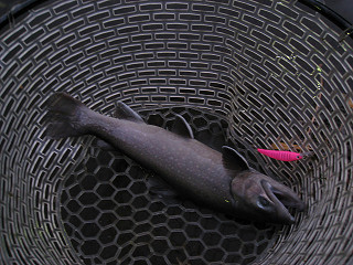f0065341_1837448.jpg