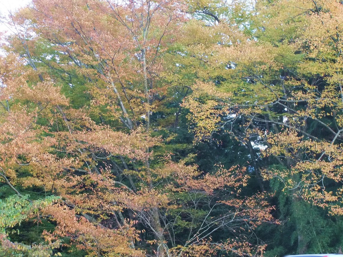 e0206242_1195340.jpg
