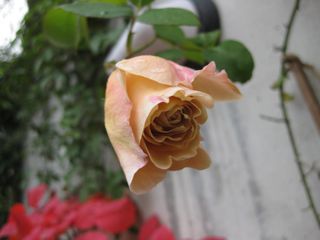 a0154962_21272580.jpg