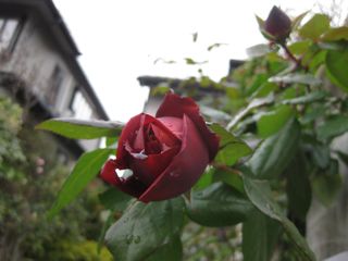 a0154962_21314840.jpg