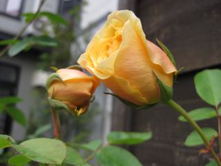 a0154962_214464.jpg