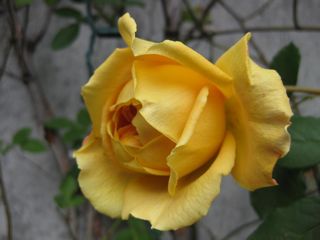 a0154962_218939.jpg