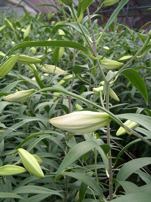 e0097770_0552630.jpg