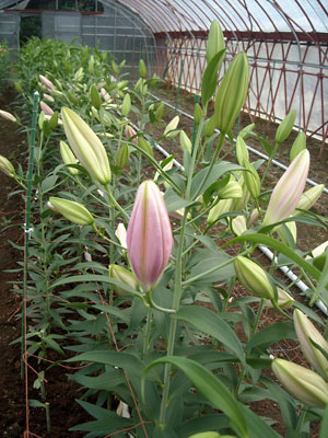 e0097770_0553457.jpg
