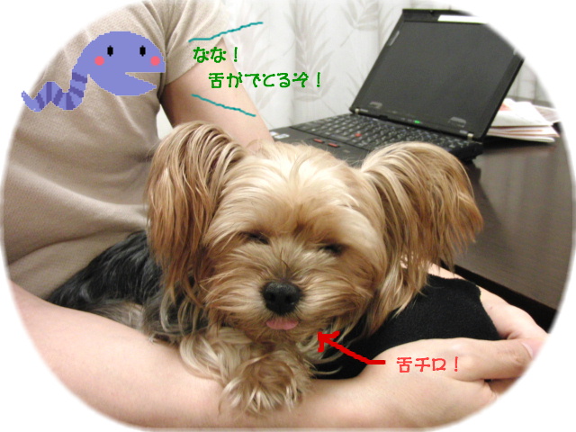 f0018384_20203843.jpg