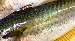 b0068687_19452579.jpg