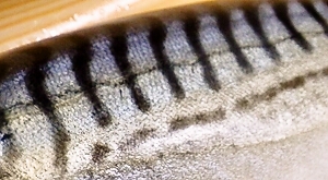 b0068687_19453267.jpg