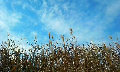 c0193396_12535434.jpg