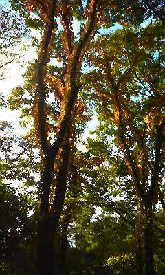 c0193396_12542672.jpg