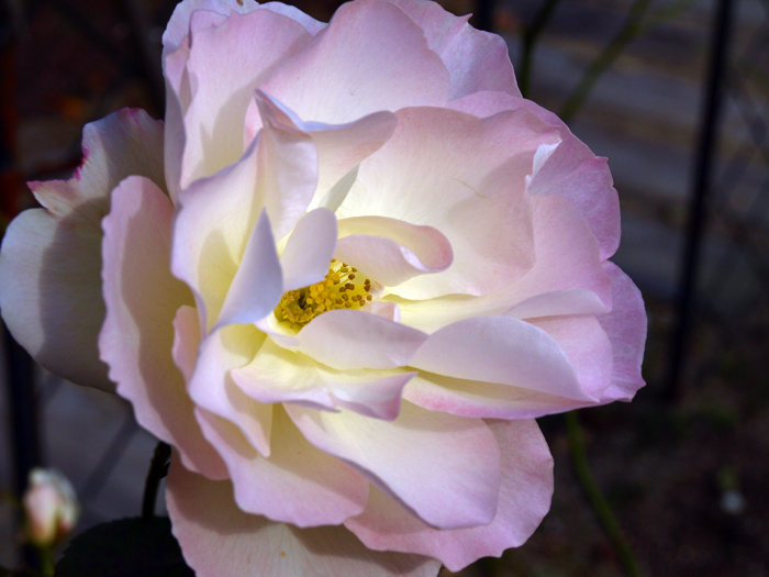 c0177502_2153430.jpg
