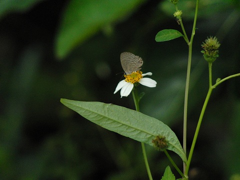 a0117305_21594649.jpg