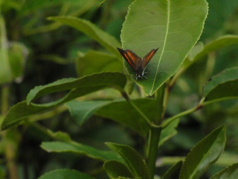 a0117305_223246.jpg