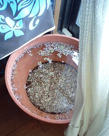 d0048332_1747851.gif