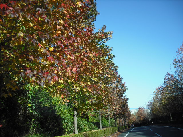 c0194042_2035026.jpg