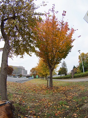 b0180764_21435128.jpg