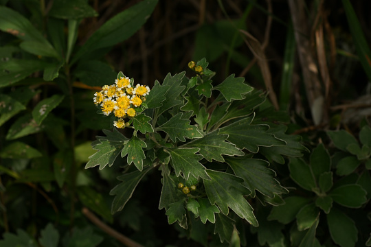e0054067_0484838.jpg