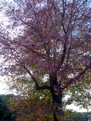 e0161972_995363.jpg
