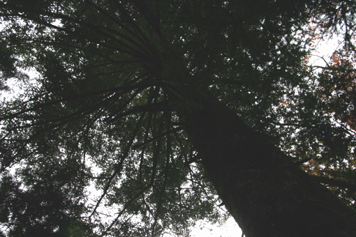 e0118274_20264112.jpg