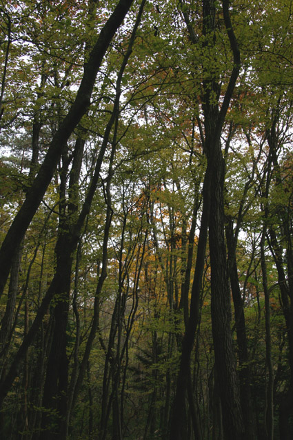 e0118274_2026964.jpg