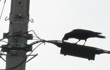 e0130185_1414484.jpg