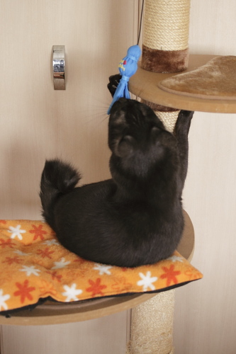 猫アザラシ アザラシみたいな小僧