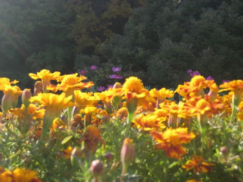 f0201297_2135458.jpg