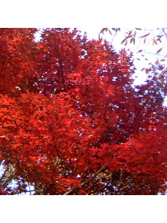 f0009509_8411563.jpg