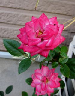 b0178339_19251320.jpg