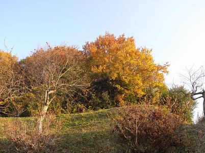 a0116442_1752572.jpg