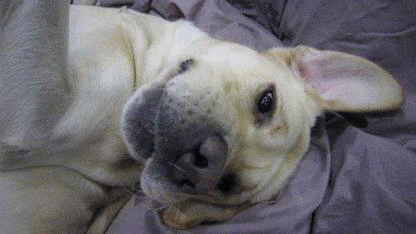 a0142343_1030085.gif