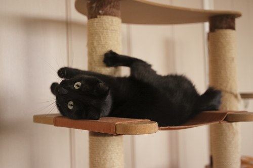 修行は終わったの? 猫タワーのハンモックで驚く小娘