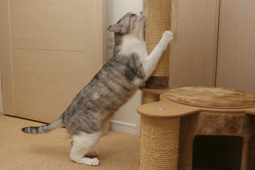 気に入らない! 猫タワーに八つ当たりするお坊ちゃん