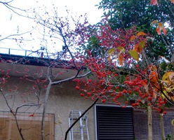c0151898_20253599.jpg