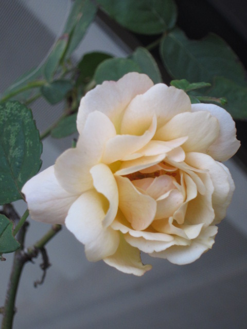d0150309_1759447.jpg