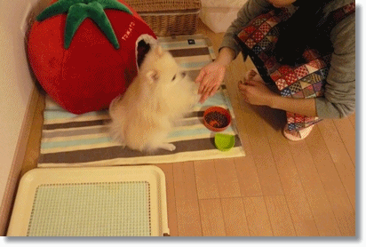 b0167519_14102195.gif