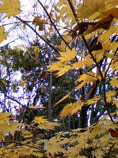c0090534_1538511.jpg