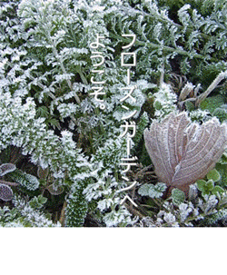 f0236291_13311279.gif