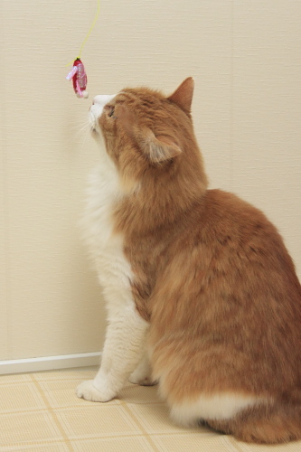 俺もう他の猫とは一緒じゃなくていいぞ とんぼを見つめる琥珀