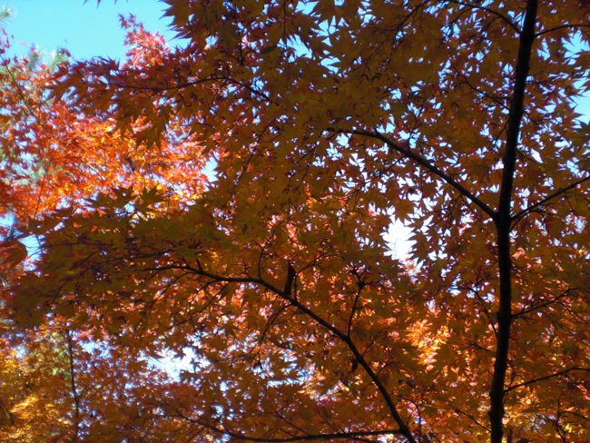 e0163202_18182349.jpg