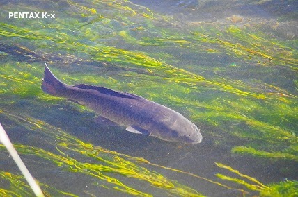 e0033926_1248716.jpg