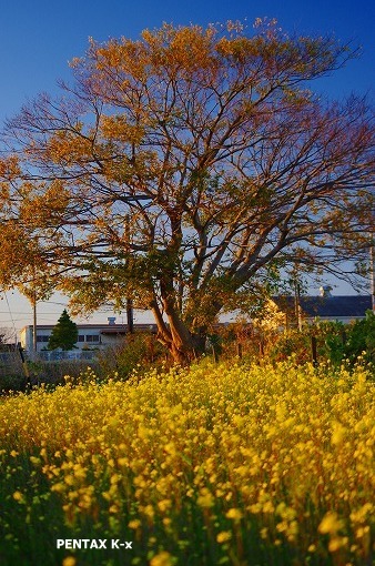 e0033926_1250280.jpg