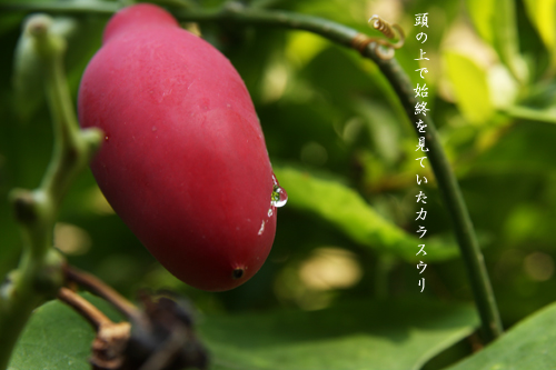 d0042827_1525698.jpg
