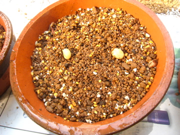 f0169661_0151742.jpg